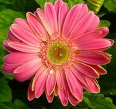 Pfirsichrosa Gerbera Blumensamen, Sonnenblume