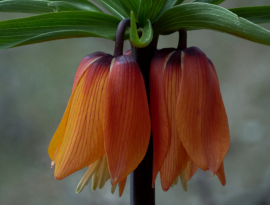 Multi-Farben Fritillaria Samen, 100 Stück/Packung