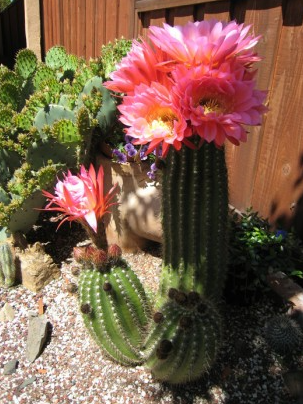 Gymnocalycium baldianum blühende Echinopsis tubiflora Sukkulententopf-Samen