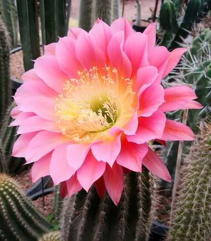 Gymnocalycium baldianum blühende Echinopsis tubiflora Sukkulententopf-Samen