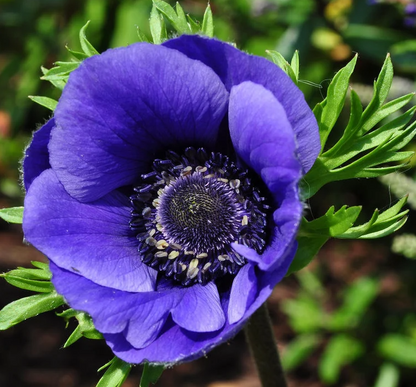 50 Stück Mr. Fokker Anemone Blumensamen