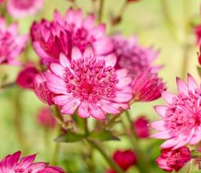 Kirschknopf-Astrantia