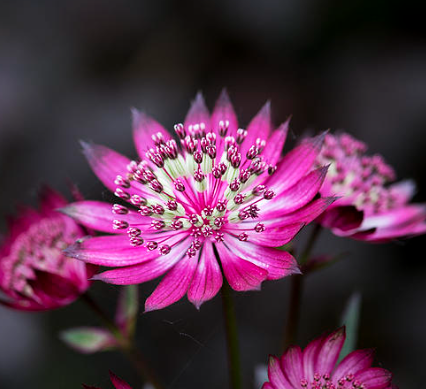 Kirschknopf-Astrantia