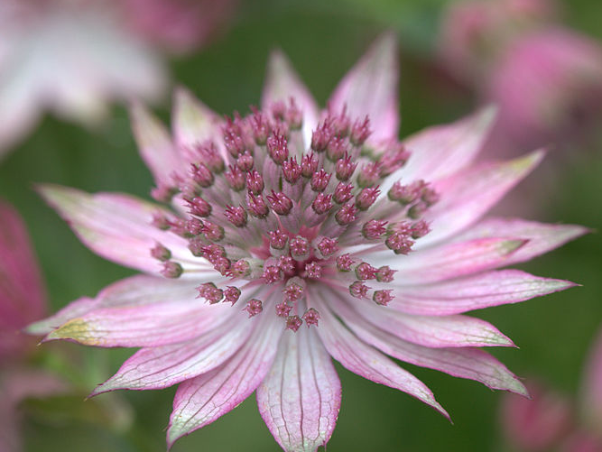 Kirschknopf-Astrantia