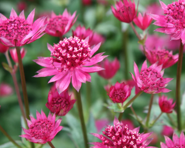 Kirschknopf-Astrantia