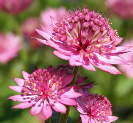 Kirschknopf-Astrantia