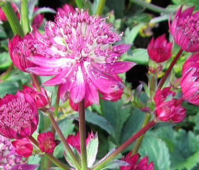 Kirschknopf-Astrantia