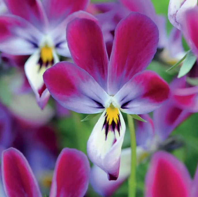 'Bunny Ears' Viola Samen