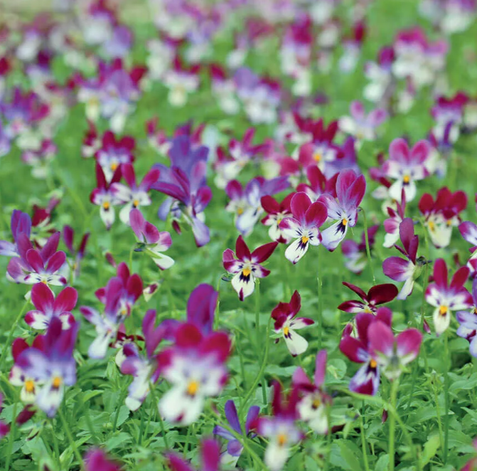 'Bunny Ears' Viola Samen