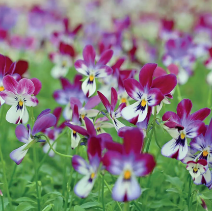 'Bunny Ears' Viola Samen