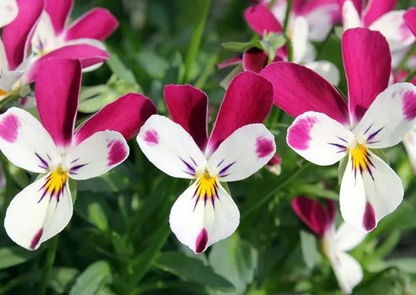 'Bunny Ears' Viola Samen