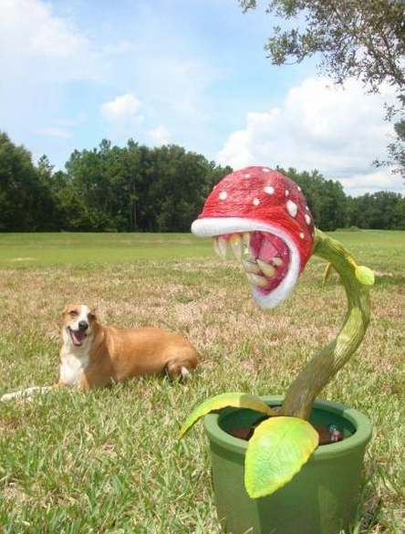 Insektenfangende fleischfressende Sukkulentenpflanze Enchantress Carnivorous Desk Pot Bonsai Samen Slurperon Blumen Garten 200 Stück