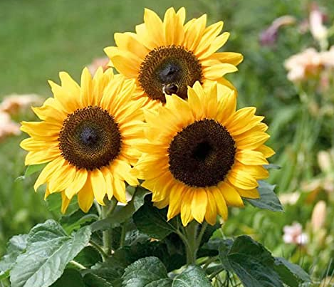 40 Stück Zwergsonnenblumensamen Seltene Blumensamen