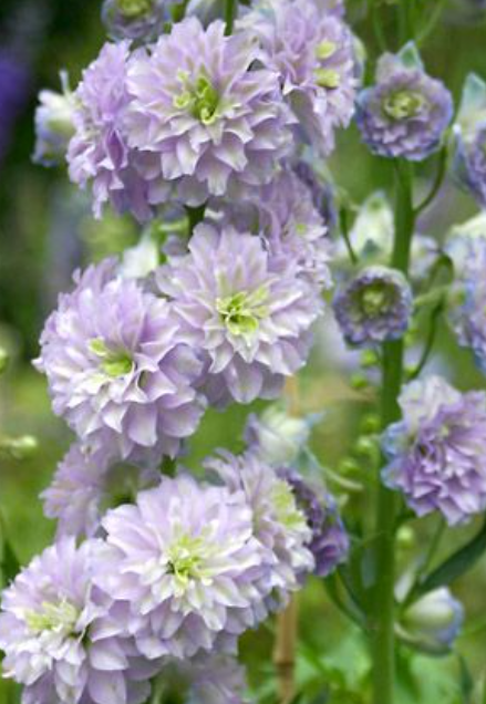 Delphinium Neon Sensation 50 Samen