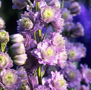 Delphinium Neon Sensation 50 Samen