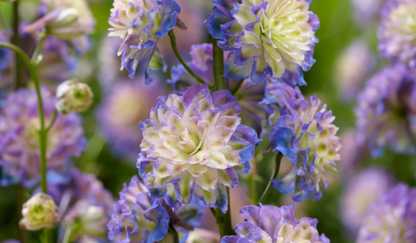 Delphinium Neon Sensation 50 Samen