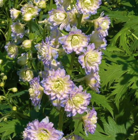 Delphinium Neon Sensation 50 Samen