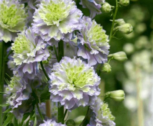 Delphinium Neon Sensation 50 Samen