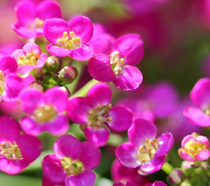 Alyssum Rosie O Day - Blumensamen