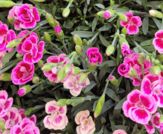 Alyssum Rosie O Day - Blumensamen