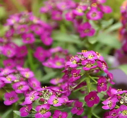 Alyssum Rosie O Day - Blumensamen