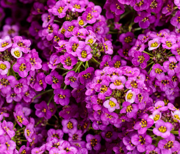 Alyssum Rosie O Day - Blumensamen