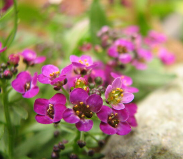 Alyssum Rosie O Day - Blumensamen