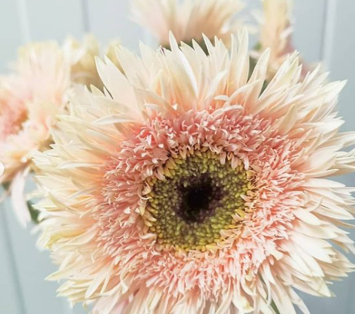 Pink Gentle Gerbera jamesonii Samen