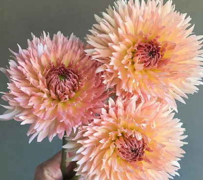 Pink Gentle Gerbera jamesonii Samen