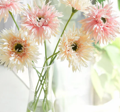 Pink Gentle Gerbera jamesonii Samen