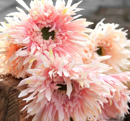 Pink Gentle Gerbera jamesonii Samen