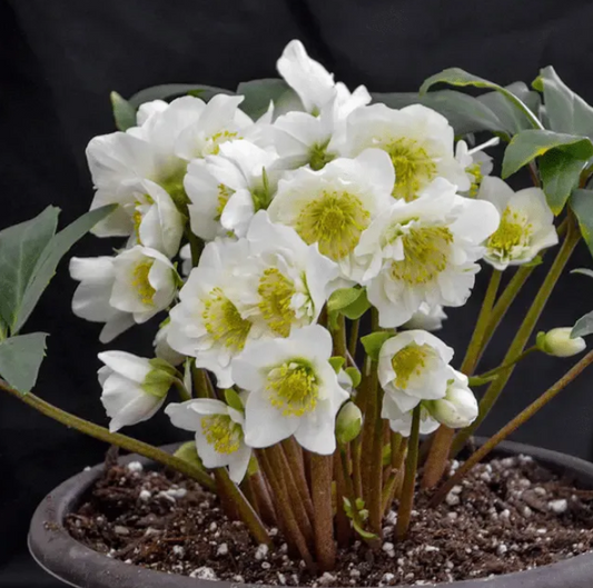 50 Stück Schneeglocken Lenzrose Blumensamen