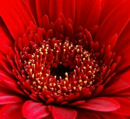 Rote Gerbera-Chrysantheme Samen, Sonnenblumen