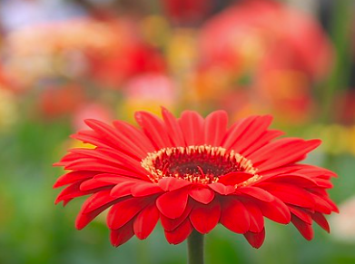 Rote Gerbera-Chrysantheme Samen, Sonnenblumen