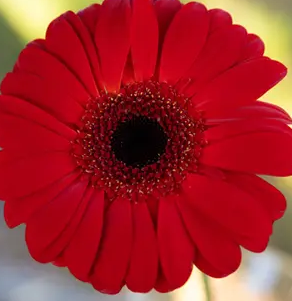 Rote Gerbera-Chrysantheme Samen, Sonnenblumen