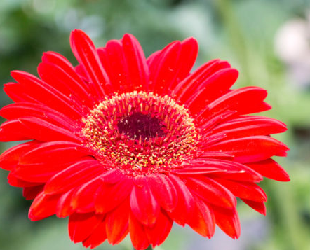 Rote Gerbera-Chrysantheme Samen, Sonnenblumen