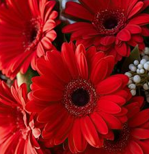 Rote Gerbera-Chrysantheme Samen, Sonnenblumen