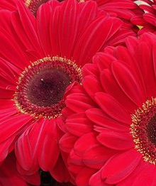 Rote Gerbera-Chrysantheme Samen, Sonnenblumen