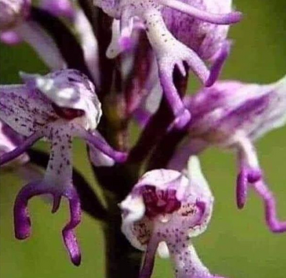 Orchis italica Seltene humanoid Orchideensamen