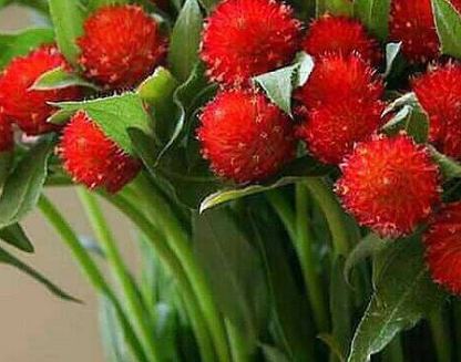 Gomphrena Rote Blumensamen