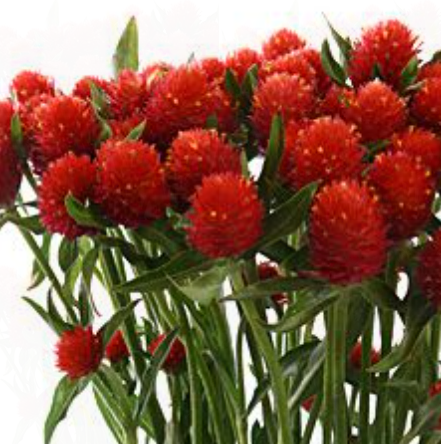 Gomphrena Rote Blumensamen