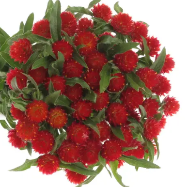 Gomphrena Rote Blumensamen