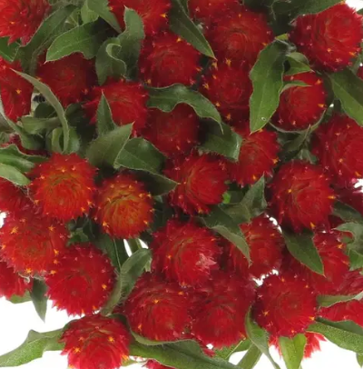 Gomphrena Rote Blumensamen