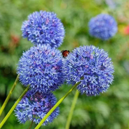 Garten im Freien Riesenzwiebel Allium giganteum Schöne Blumensamen Bonsai Pflanzensamen