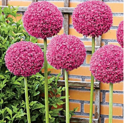 Garten im Freien Riesenzwiebel Allium giganteum Schöne Blumensamen Bonsai Pflanzensamen