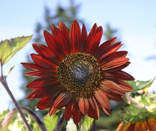 Rotwein Sonnenblume