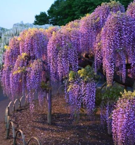 20 Stück lila Glyzinienblumensamen Wisteria Sinensis DIY Hausgarten Hofpflanze