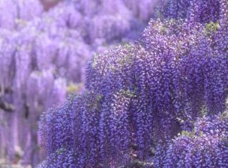 20 Stück lila Glyzinienblumensamen Wisteria Sinensis DIY Hausgarten Hofpflanze