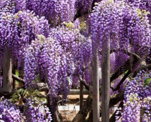 20 Stück lila Glyzinienblumensamen Wisteria Sinensis DIY Hausgarten Hofpflanze