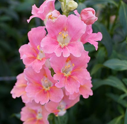 Antirrhinum Twinny Rose F1 Samen